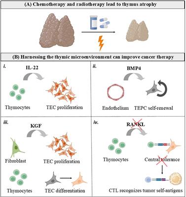 Thymus-derived hormonal and cellular control of cancer